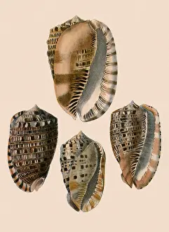 Intricate: Cowry Helmets
