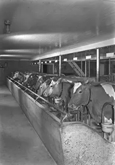 Schleisner: Cows - Animals - Livestock - Barn