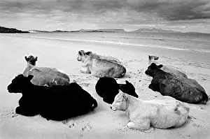 Eigg: Cows on beach, Scotland