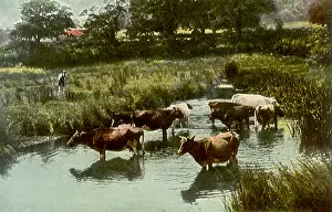 Marshy: Cows in Bog