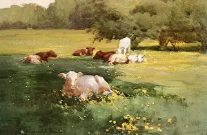 Buttercup: Cows in a Buttercup Field