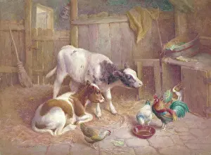 Bottomley: Cows, cockerel, hens and rabbit