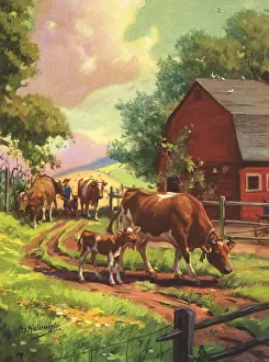 Calves: Cows Coming Home