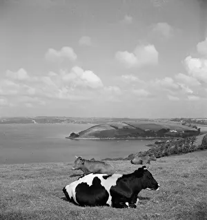 Clifftop: Cows in Cornwall
