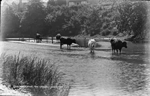 Gwynedd: Cows in the Creek