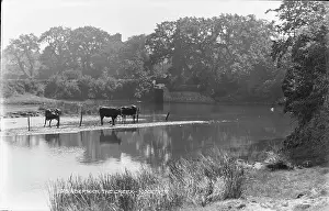 Gwynedd: Cows by the Creek