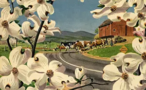 Tangle: Cows Cross Highway