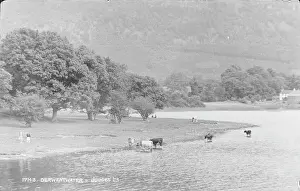 Derwentwater: Cows by Derwentwater