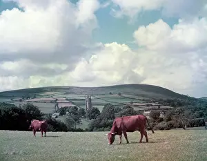 Widecombe: Cows in a field, Widecombe-in-the-Moor, Devon