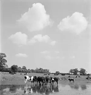 Munden: Cows In A Flooded Field