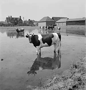 Munden: Cows In A Flooded Field