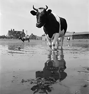 Munden: Cows In A Flooded Field