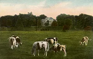 Downhill: Cows Grazing