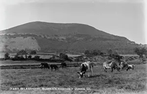 Cows: Cows Grazing at Blorenge Mountain