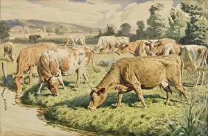 Chewing: Cows grazing near a stream