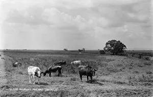 Pevensey: Cows Grazing in Pevensey Marshes