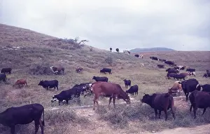The British Caribbean History Collection: Cows grazing in Salalah Oman