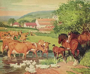 Barnyard: Cows, Horses and Ducks on a Farm