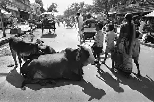 Bustle: Cows in Jaipur street, India