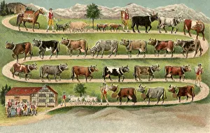 Tightly: Cows in a Line