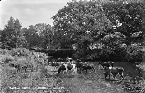 Cows: Cows at Merthyr Mayr, Bridgend