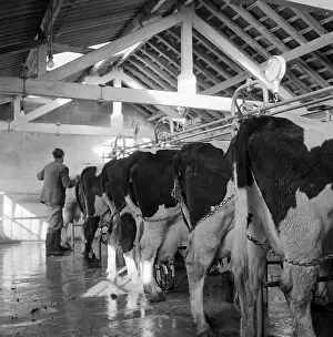 Milked: Cows being milked