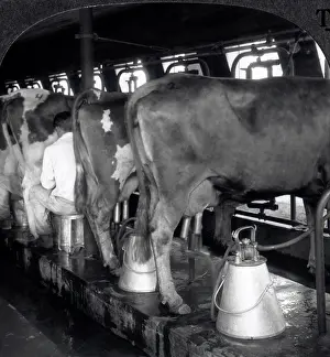 Milked: Cows Being Milked in a Dairy