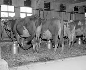 Pohranici: Cows are milked by electric devices