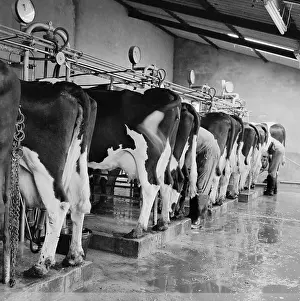 Cows In A Milking Shed