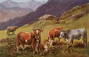Graze: Cows in the Mountains