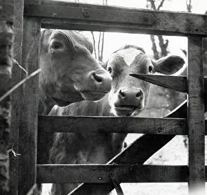 Cows: Cows peering through a gap in a gate