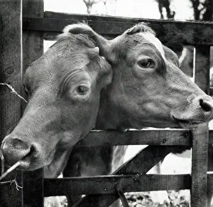 Cows: Cows peering through a gap in a gate