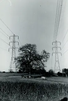 Pylons: Cows and Pylons, York Area, Yorkshire