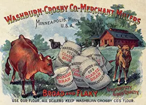 Noses: Cows Raid Grain Sacks