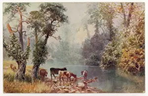 Sidmouth: COWS & RIVER SID