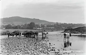 Cows by the River Usk