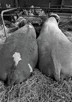 Bovine: Two cows at Royal Show, Warwickshire, England