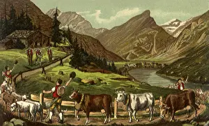 Flocks: Cows, Sheep, and View
