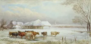 Brittan: Cows in the Snow