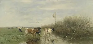 Polders: Cows in a Soggy Meadow