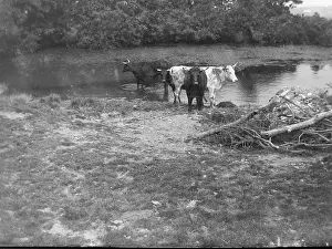 Cows at St Non's pond, St David's, Pembrokeshire, South Wale