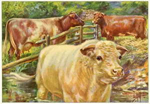 Shorthorn: Cows Stand by Fence