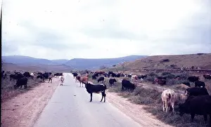 The British Caribbean History Collection: Cows standing on the road in Salalah Oman