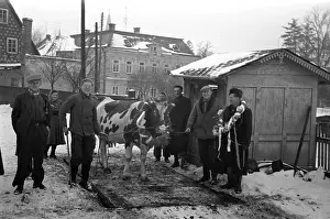 Jirikov: Cows taken from owners