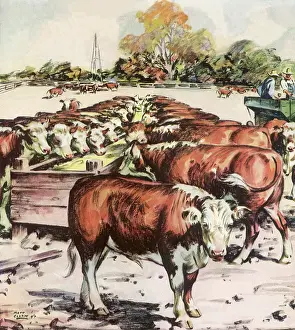 Trough: Cows at the Trough
