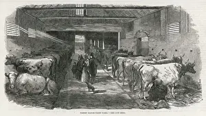 Cowshed: COWSHED, 1853