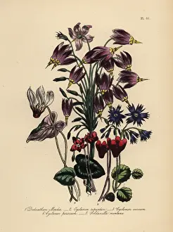 Humphreys: Cowslip, cyclamen and soldanella species