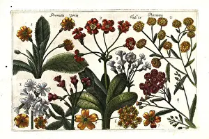 Physically: Cowslip and pellitory