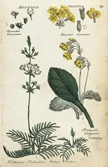 Principally: Cowslip or primrose and water violet