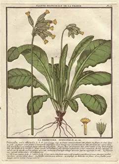 Veris: Cowslip, Primula veris